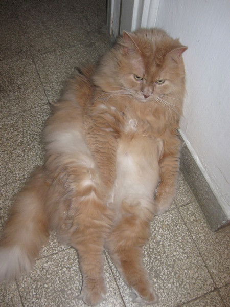 Раиса Алексеенко