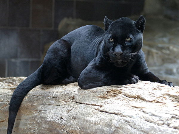 Евгения Гранде