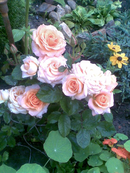 Наталья Бурлакова