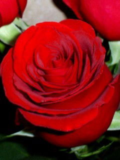 Гулсая Кабылова