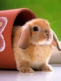 Иван Петров