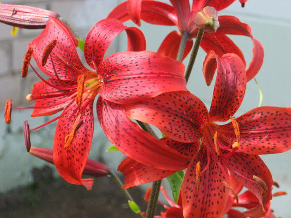 Лилия Хазиева