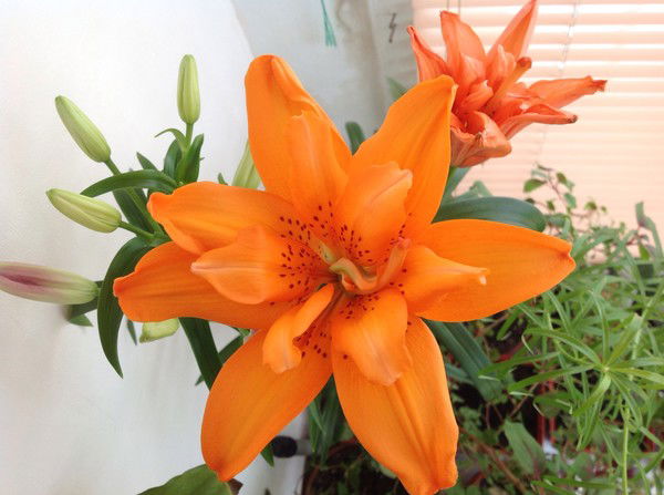 Ирина Мегаполис