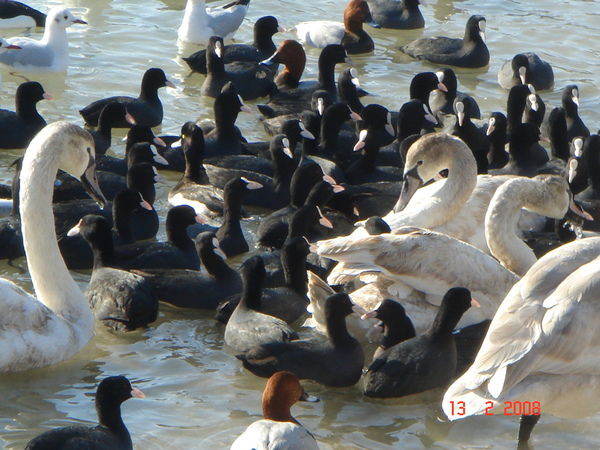 Ирина Рудницкая