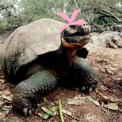 Черепашка Жень