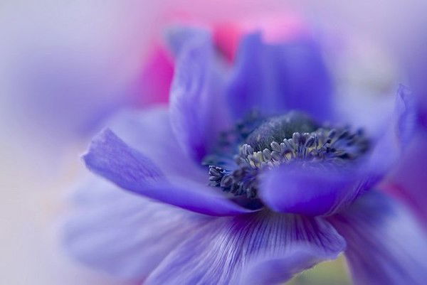 Диантус Орск