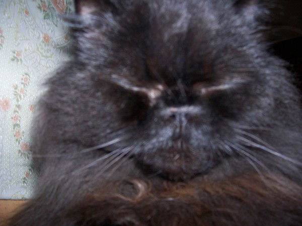 Наталья Привезенцева