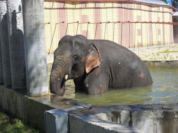 Светлана Манаенко