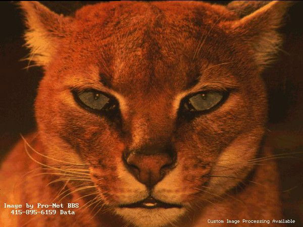 Лариса Ильиных