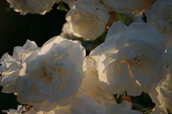 Сарра Авраамова