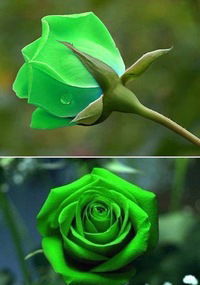 Людмила Ермолаева