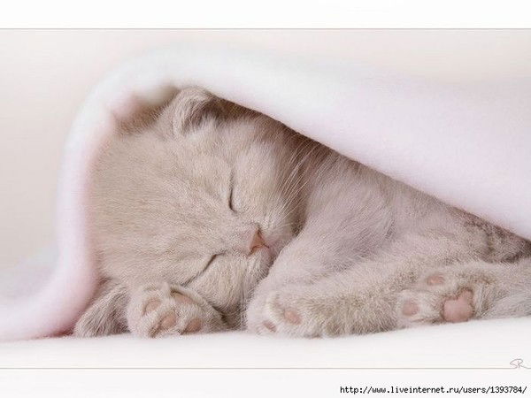 Елена Игнатова