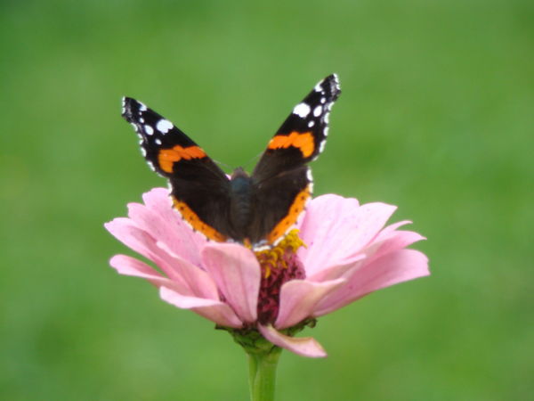 Ксюша Столова