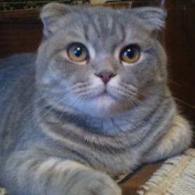 Юрий Иримка