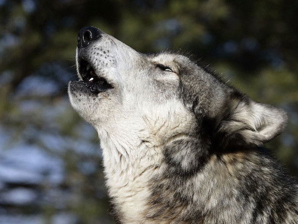 Виктор Кобец