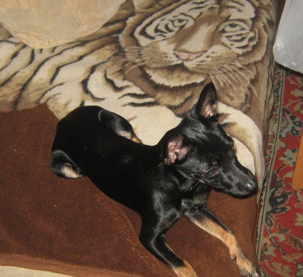 Светлана Соф