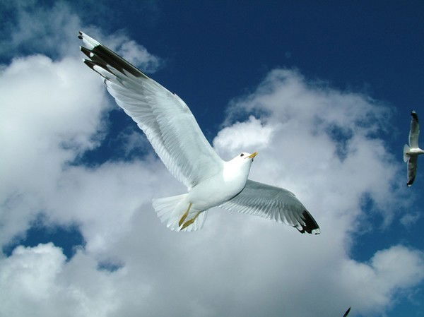 Ольга Коршунова