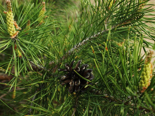 Елена Жуковец