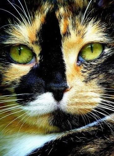 Киssлинка Korkunova)))))