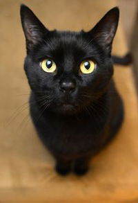 Светлана Коваленко