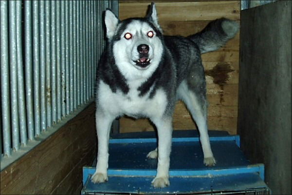 Чингиз Беркут