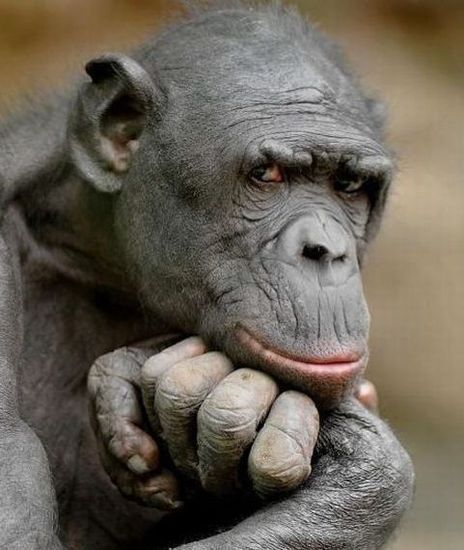 Виталий Бридель