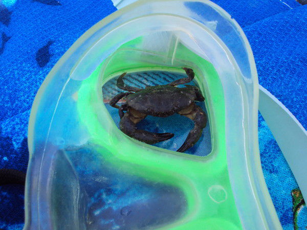 Олег Ковшик