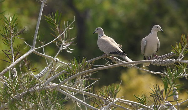 Зина Давыдок