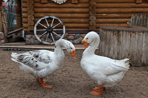 Анна Гусева