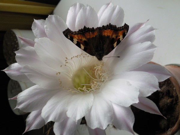 Сказка Каменская