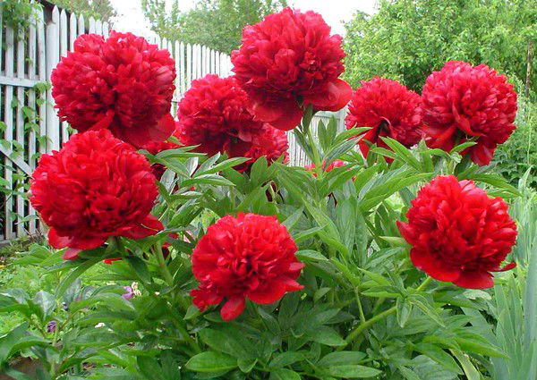 Злиха Тажимова