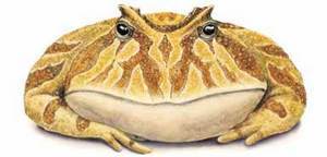 Дмитрий Мороз