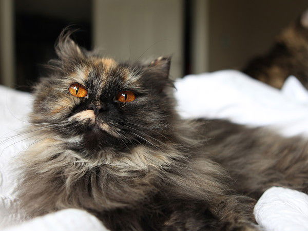 Тамара Осипова