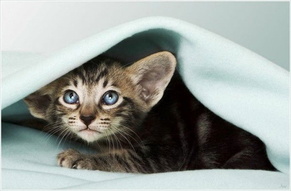 Виктор Вытнов