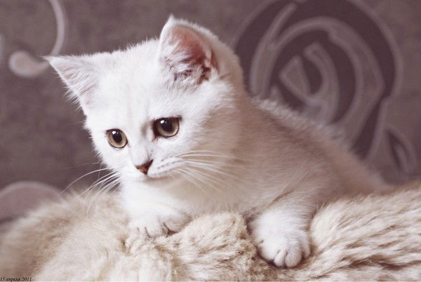 Оксана Павлова