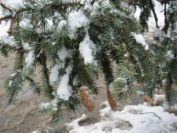 Антонина Харченко