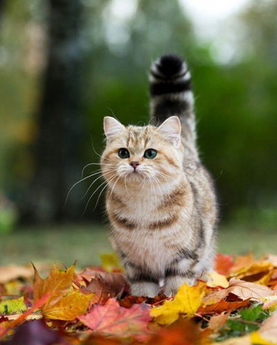 Аля Сулейменова