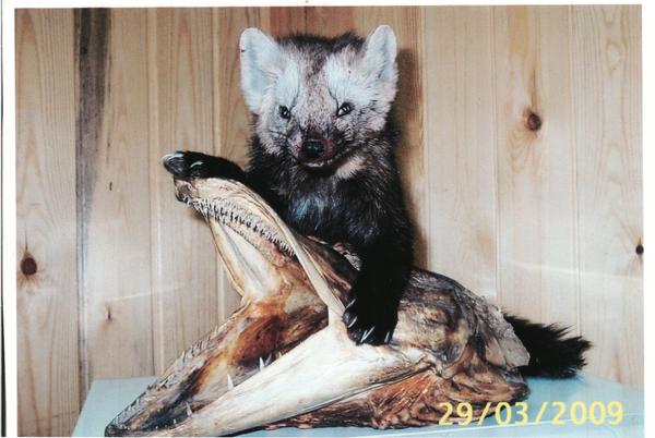 Роман Волошаненко