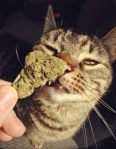 Влад Дудник