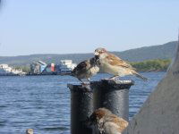 Елена Маркова