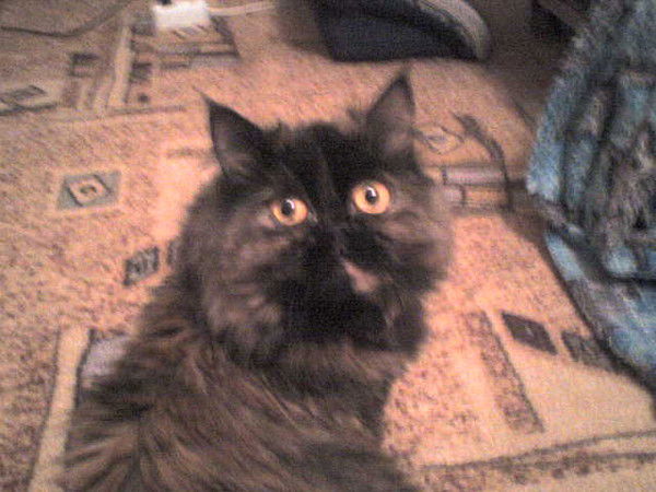 Татьяна Венгловская