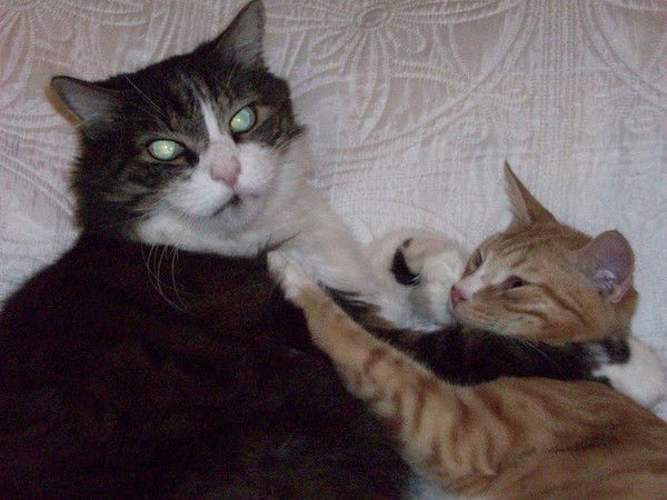 Светлана Бойцова