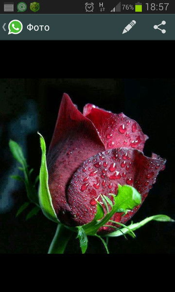 Адина Халилова