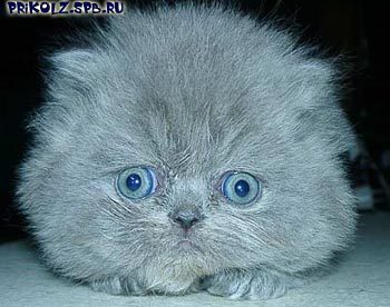 Анна Линчевская