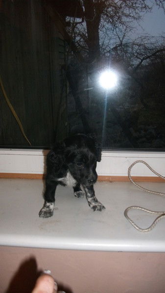 Елена Каева