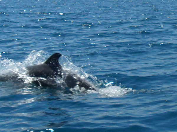 Сергей Трофименко