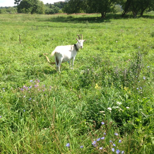 Рина Непомнящая