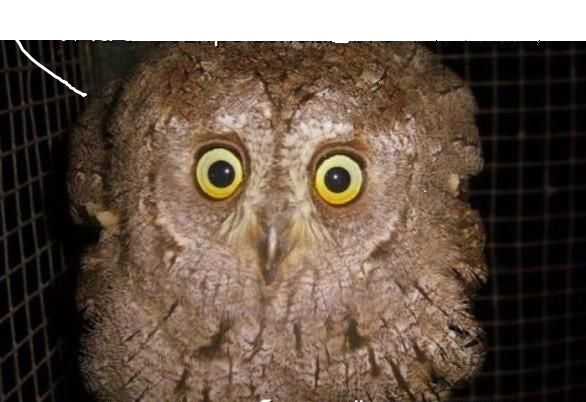 Николай Чертов