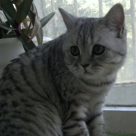 Ремонт Пк В Кемерово