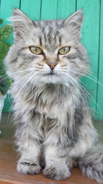 Евгения Ермакова